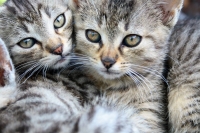 Adoptii catelusi si pisicute in Brasov pe 4 iunie