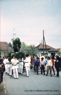 Obiceiul traditional "Plugarul" in satul Vad